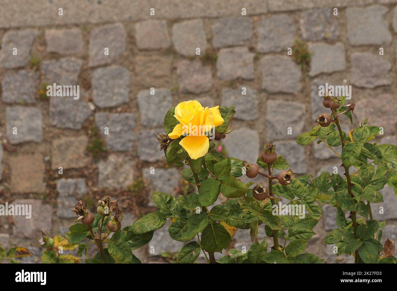 Copenaghen /Denamrk /22 settembre 2022/ Fiori e piante di rosa gialla nella capitale danese Copenaghen Danimarca. (Foto..Francis Joseph Dean/Dean Pictures. Foto Stock