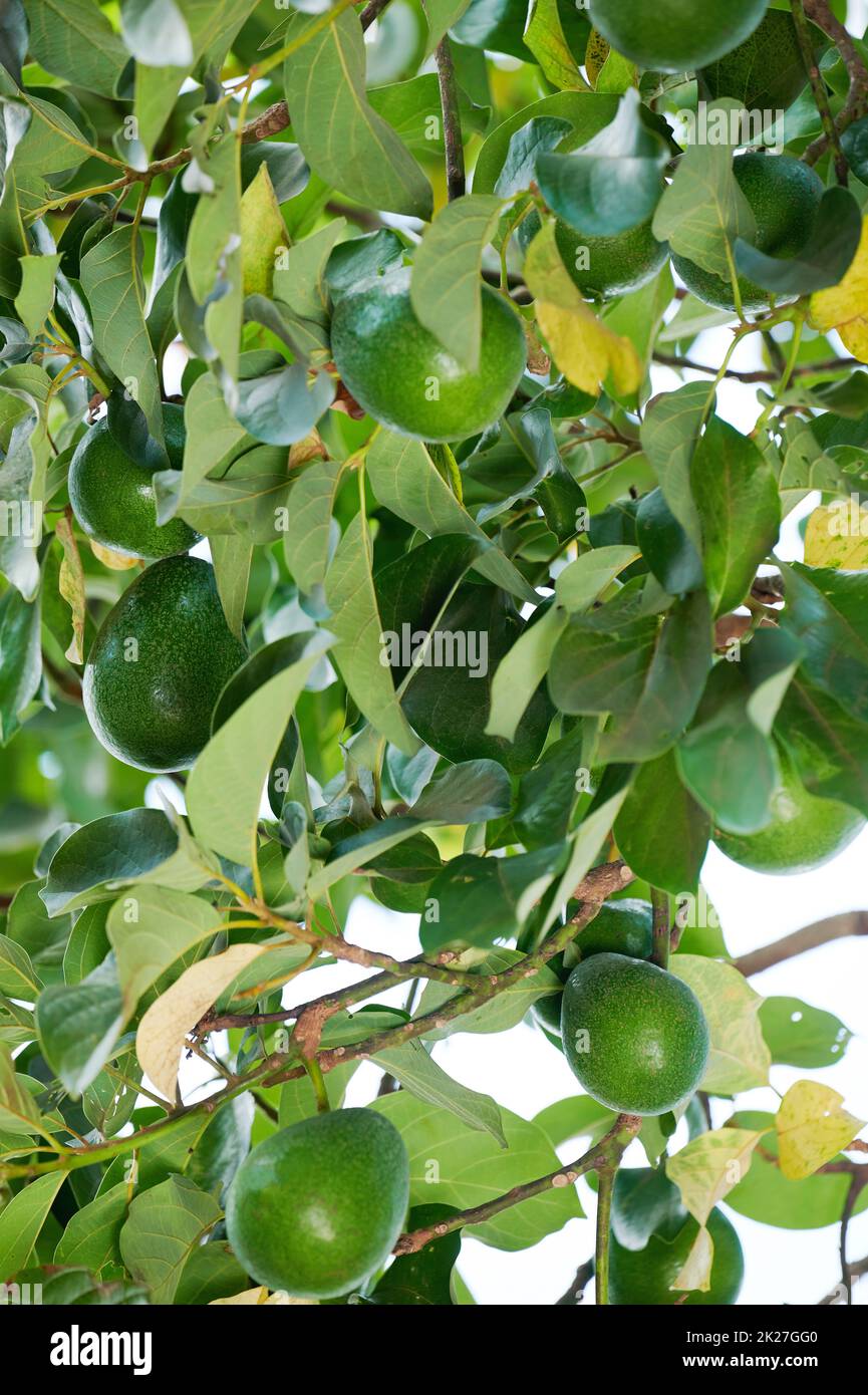 Tema della raccolta degli avocado. Avocado verde crescere su ramo di albero Foto Stock