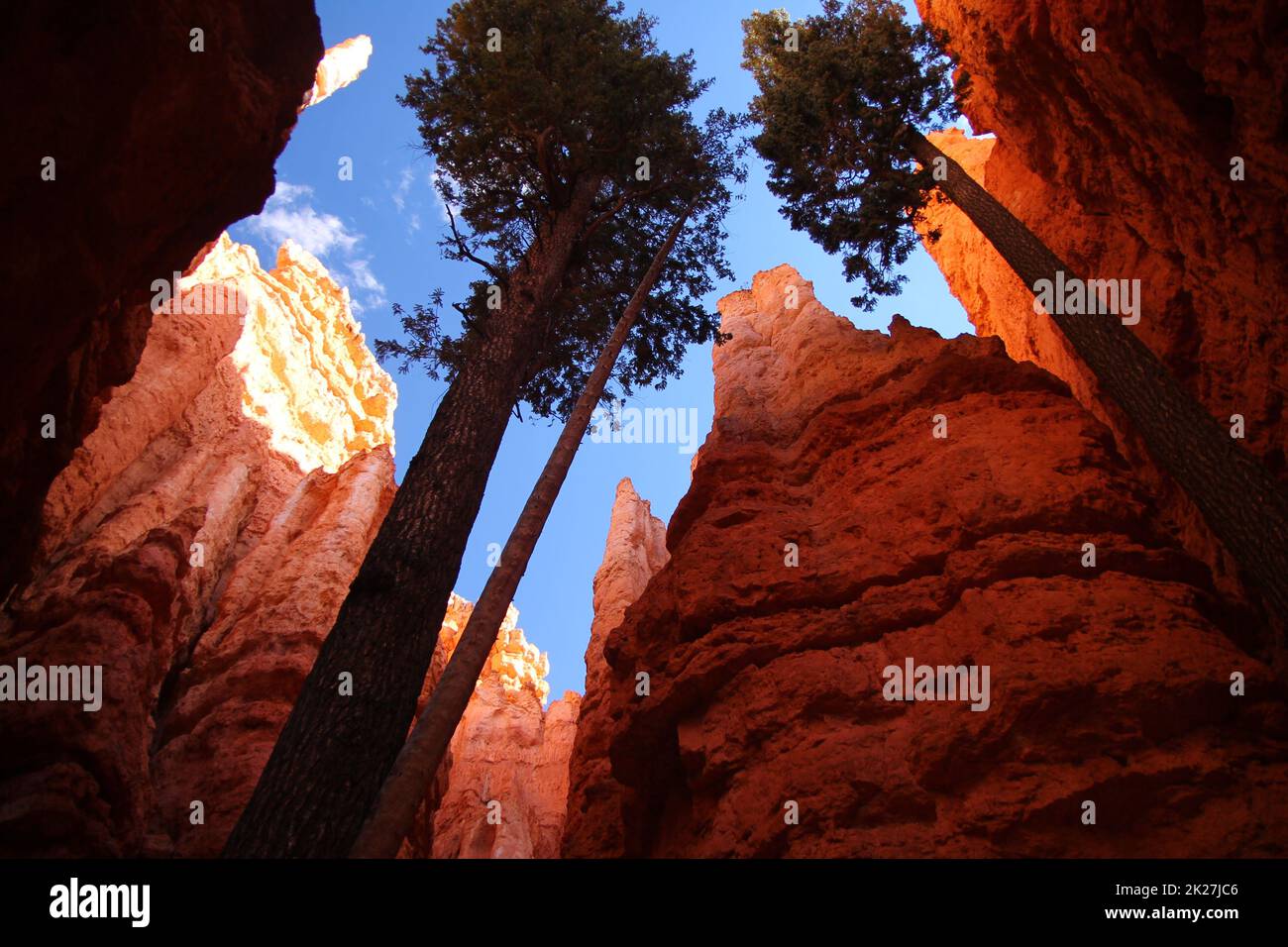 Gli alti pini che si innalzano tra le rocce arancioni e rosse dal fondo del Bryce Canyon National Park Foto Stock
