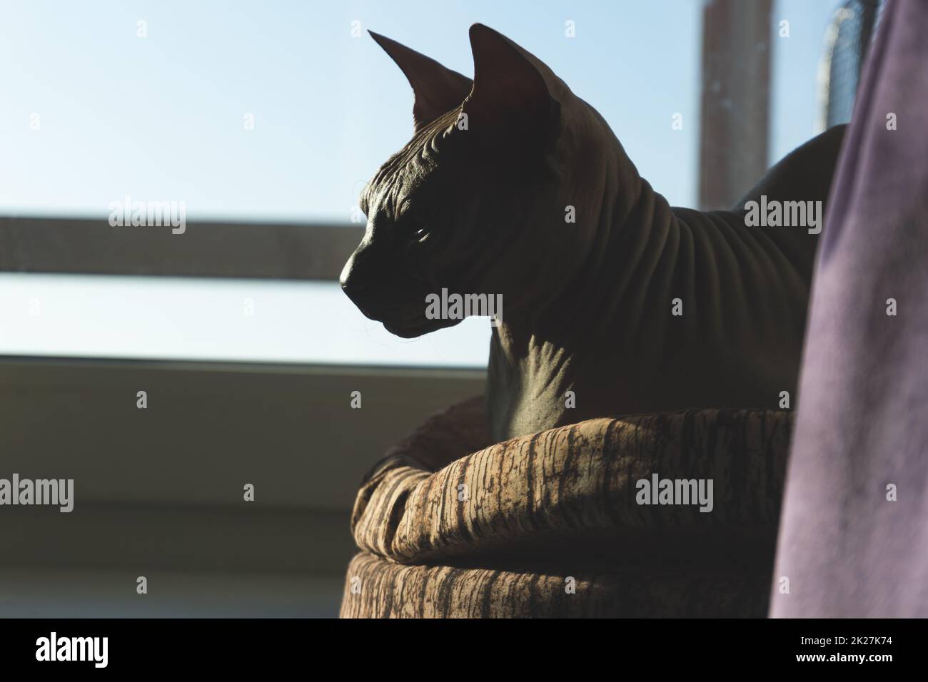 Sphynx gatto senza capelli sta riposando. animale domestico di razza pura. animale domestico Foto Stock