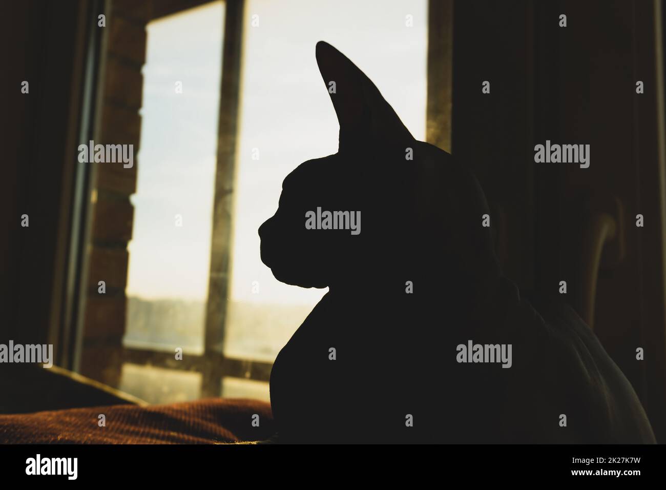 Silhouette di gatto Sphynx. animale domestico di razza pura. animale domestico Foto Stock