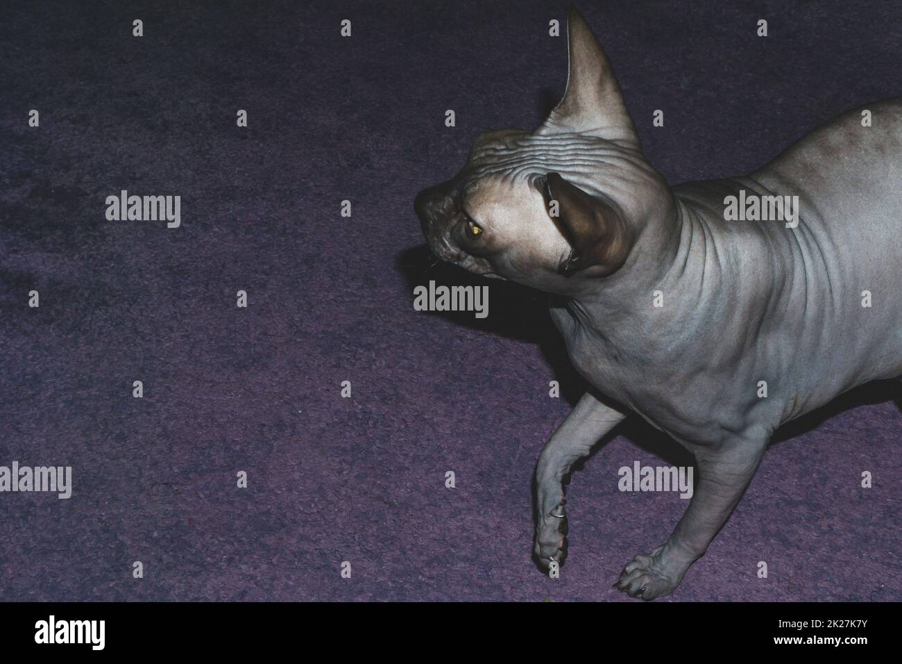 Sphynx gatto cammina sul tappeto. animale domestico. animale domestico di razza pura Foto Stock