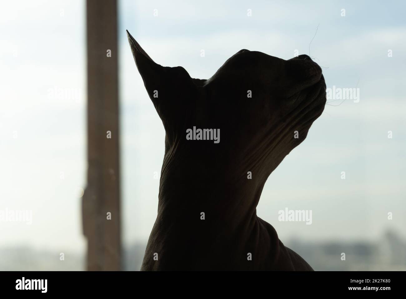 Silhouette di gatto Sphynx. animale domestico di razza pura. animale domestico Foto Stock