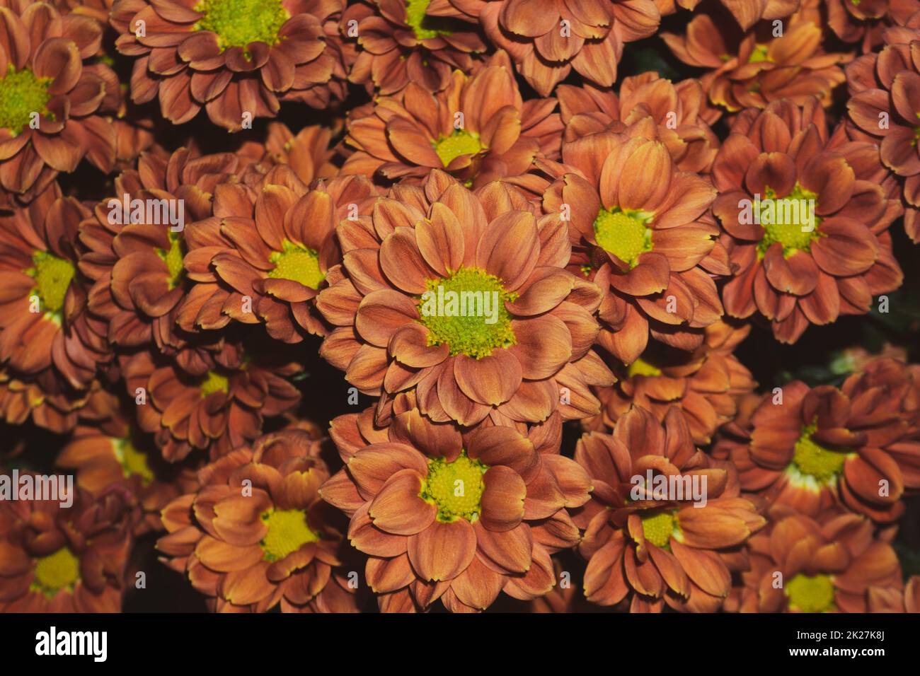 Bouquet di fiori di Chrysanthemum primo piano. sfondo floreale Foto Stock