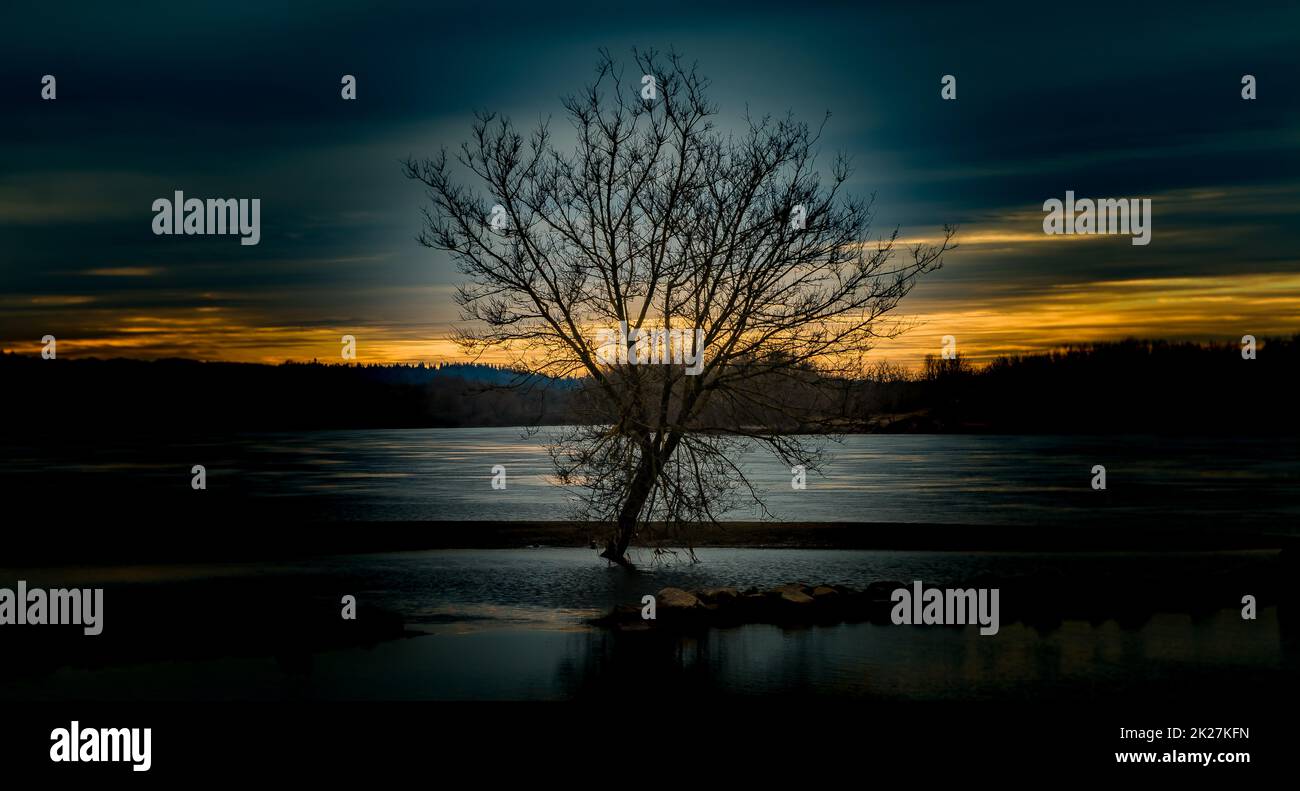 Albero solitario Foto Stock