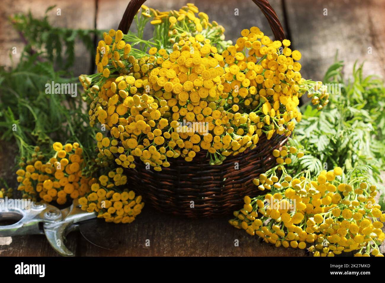 Tansy Tanacetum - piante erbacee perenni Compositae Asteraceae . La raccolta di erbe medicinali di materie prime Foto Stock