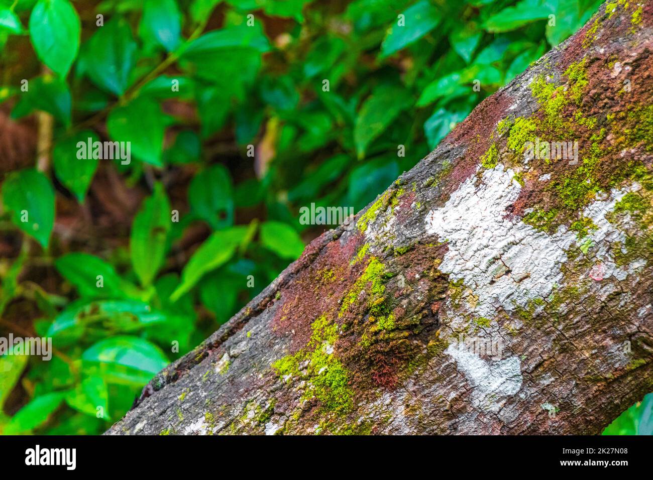 Muschio funghi licheni su albero naturale giungla tropicale Brasile. Foto Stock