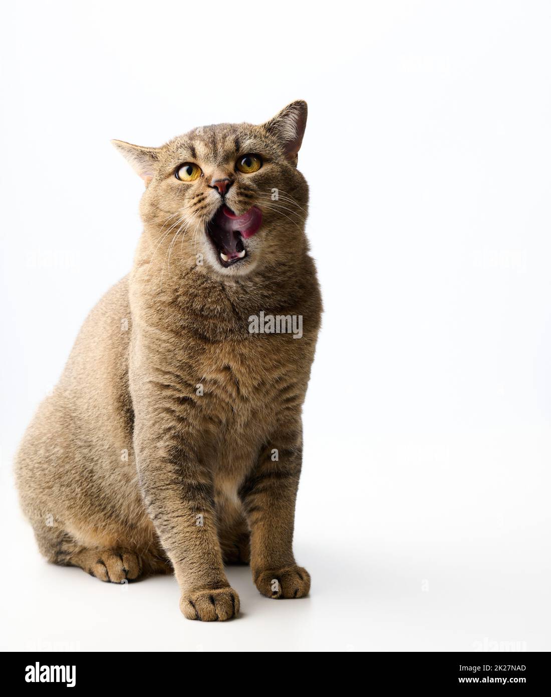 adulto gatto grigio scozzese diritto sid su uno sfondo bianco e lecca le sue labbra. Animale carino Foto Stock