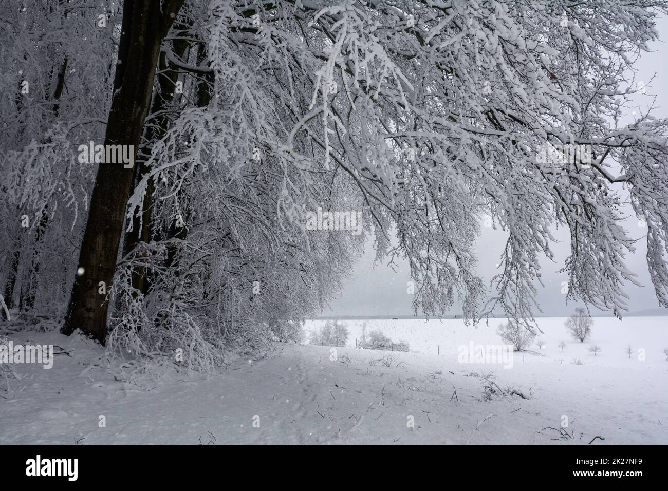 Alberi innevati in un paesaggio invernale Foto Stock