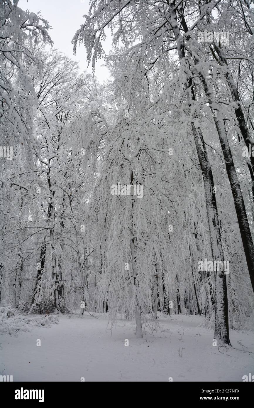 Alberi nella foresta con molta neve Foto Stock