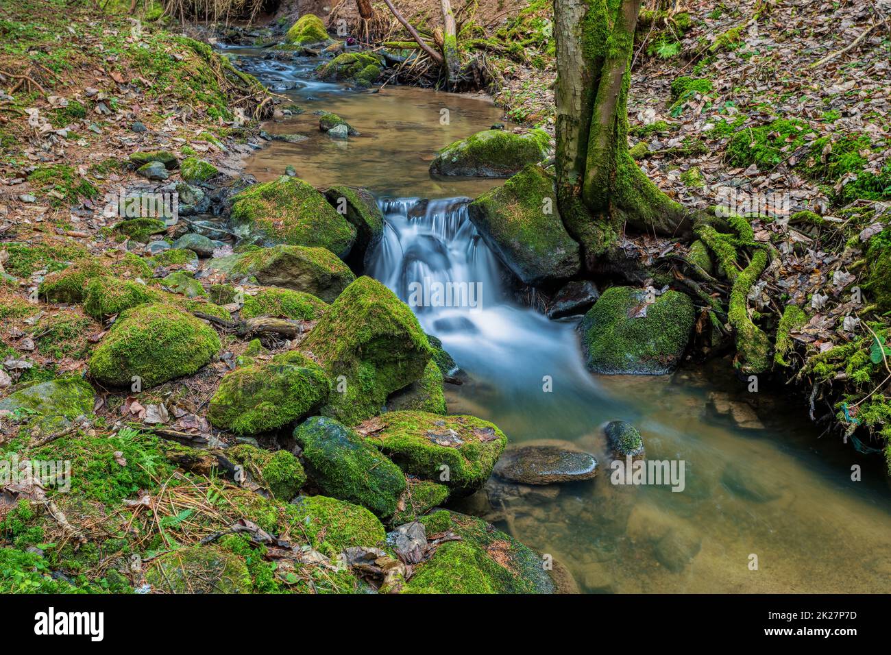 Piccolo torrente forestale in un bosco Foto Stock