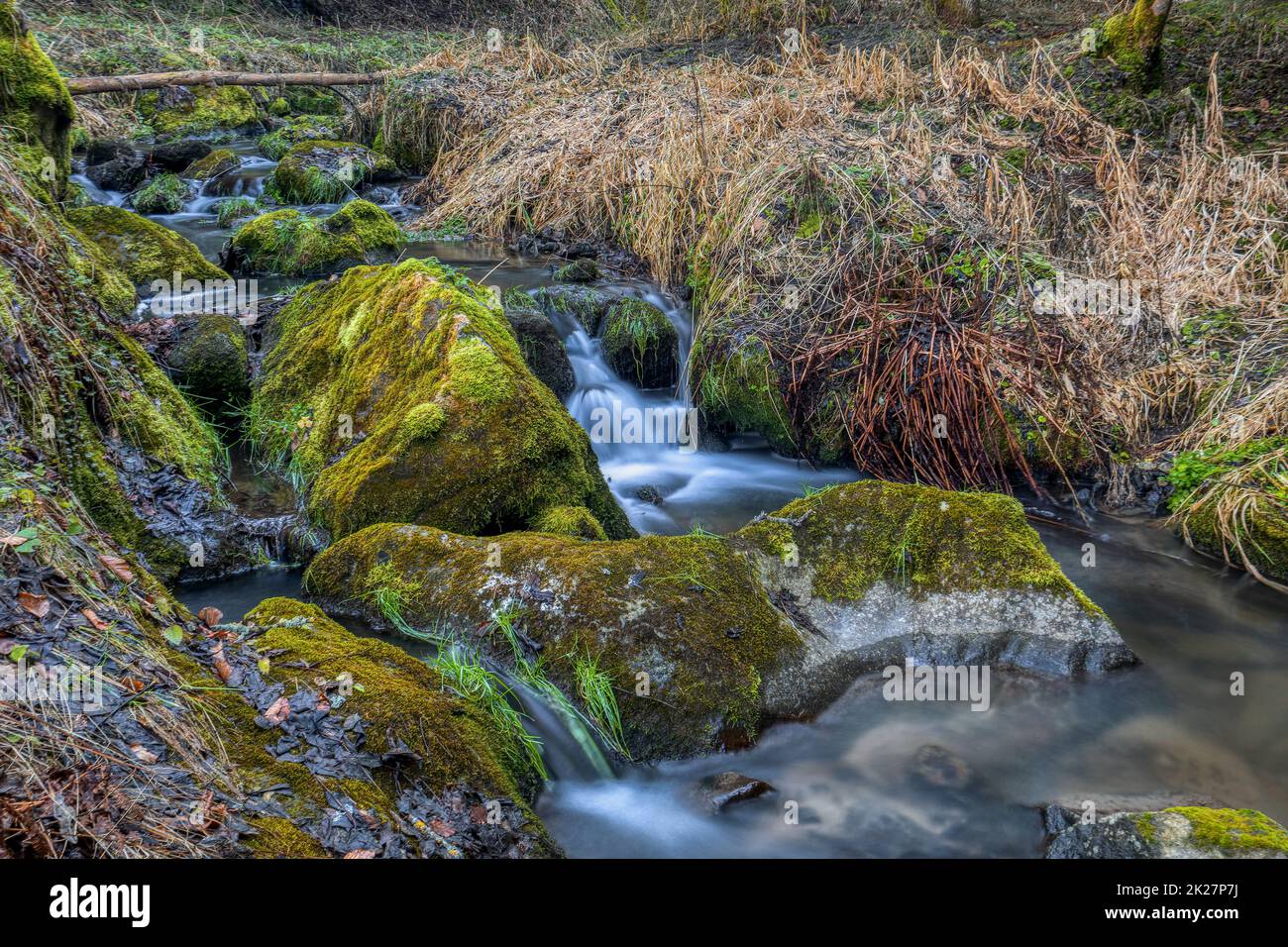 Piccolo torrente forestale in un bosco Foto Stock