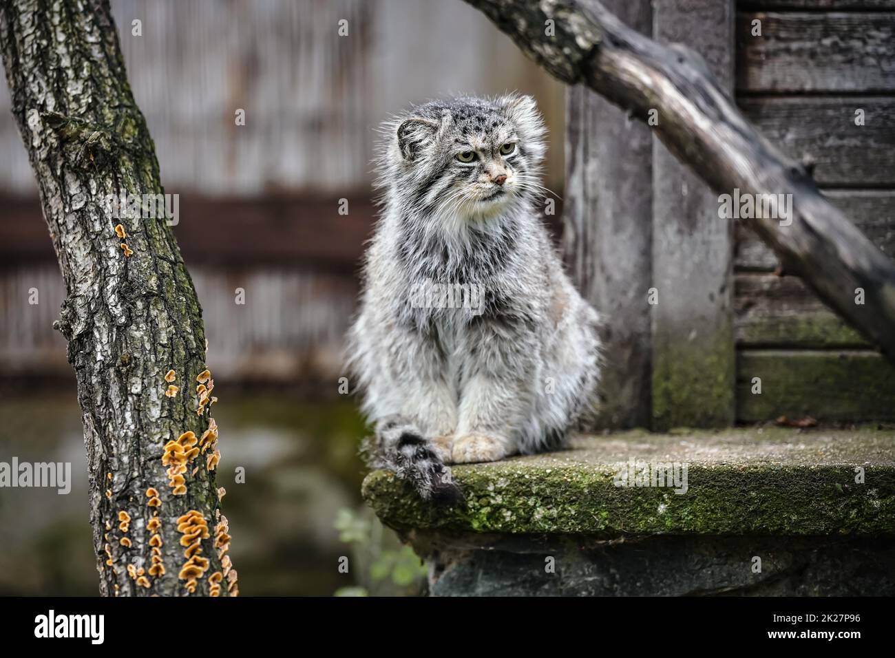 Gatto di Pallas - Otocolobus manul - poggiato su un portico in pietra Foto Stock