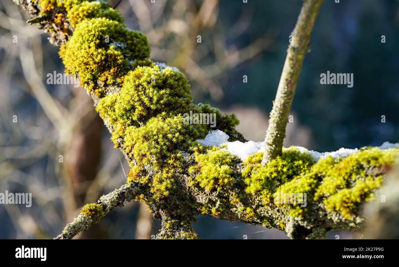 Il sole splende su muschio verde fine che cresce nella foresta sopra l'albero - sciogliendo la neve vicino, primo piano Foto Stock
