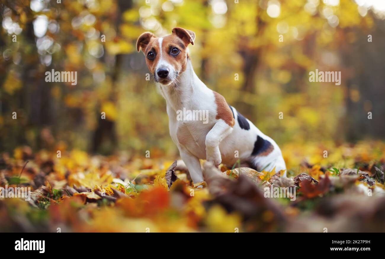 Piccolo Jack Russell terrier cane seduto su foglie autunnali, profondità poco profonda di campo foto con bokeh sfocato alberi sullo sfondo Foto Stock