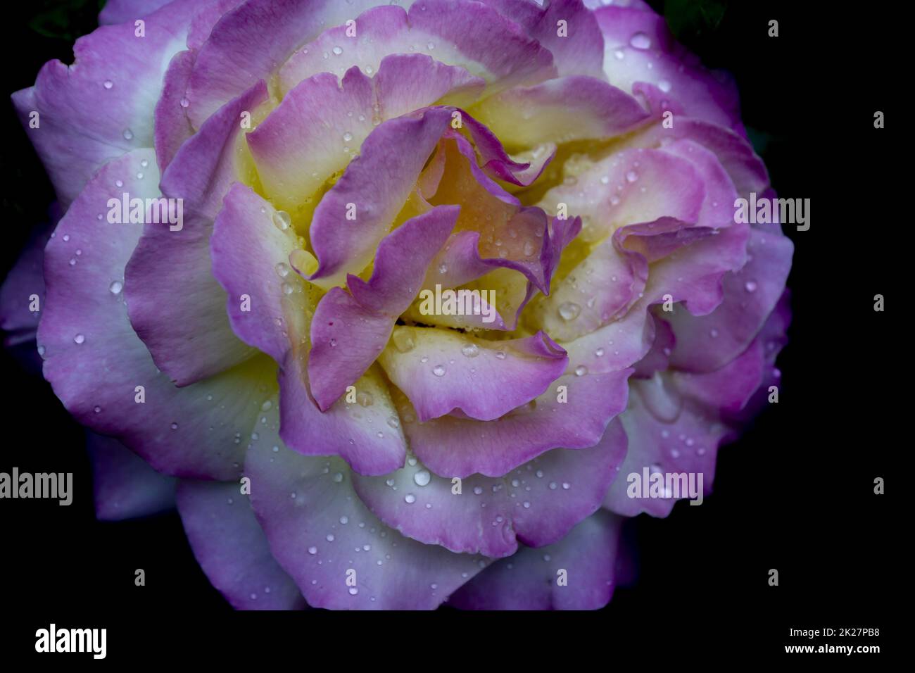 Particolare di rosa con gocce di rugiada Foto Stock