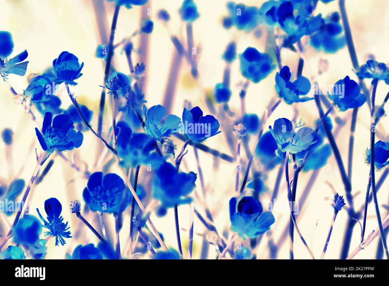 Sullo sfondo la texture di colorati con motivi floreali blu lascia Foto Stock