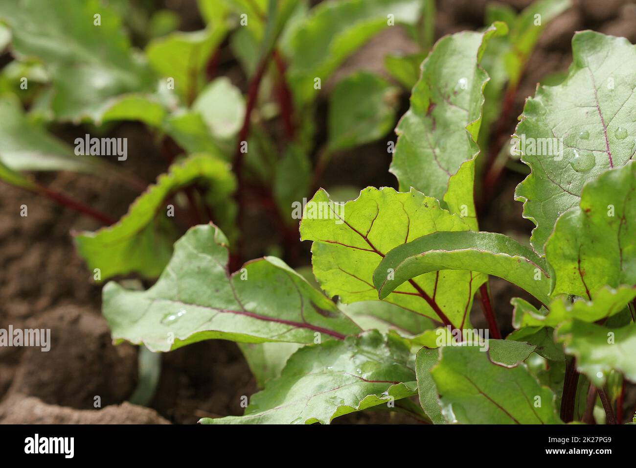 Verde giovane barbabietole piani su un percorso nel giardino vegetale Foto Stock