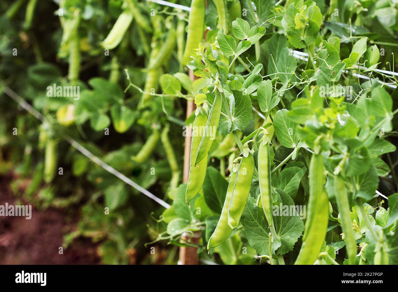 Pisello verde cialde in campo agricolo. Sfondo di giardinaggio con piante verdi Foto Stock
