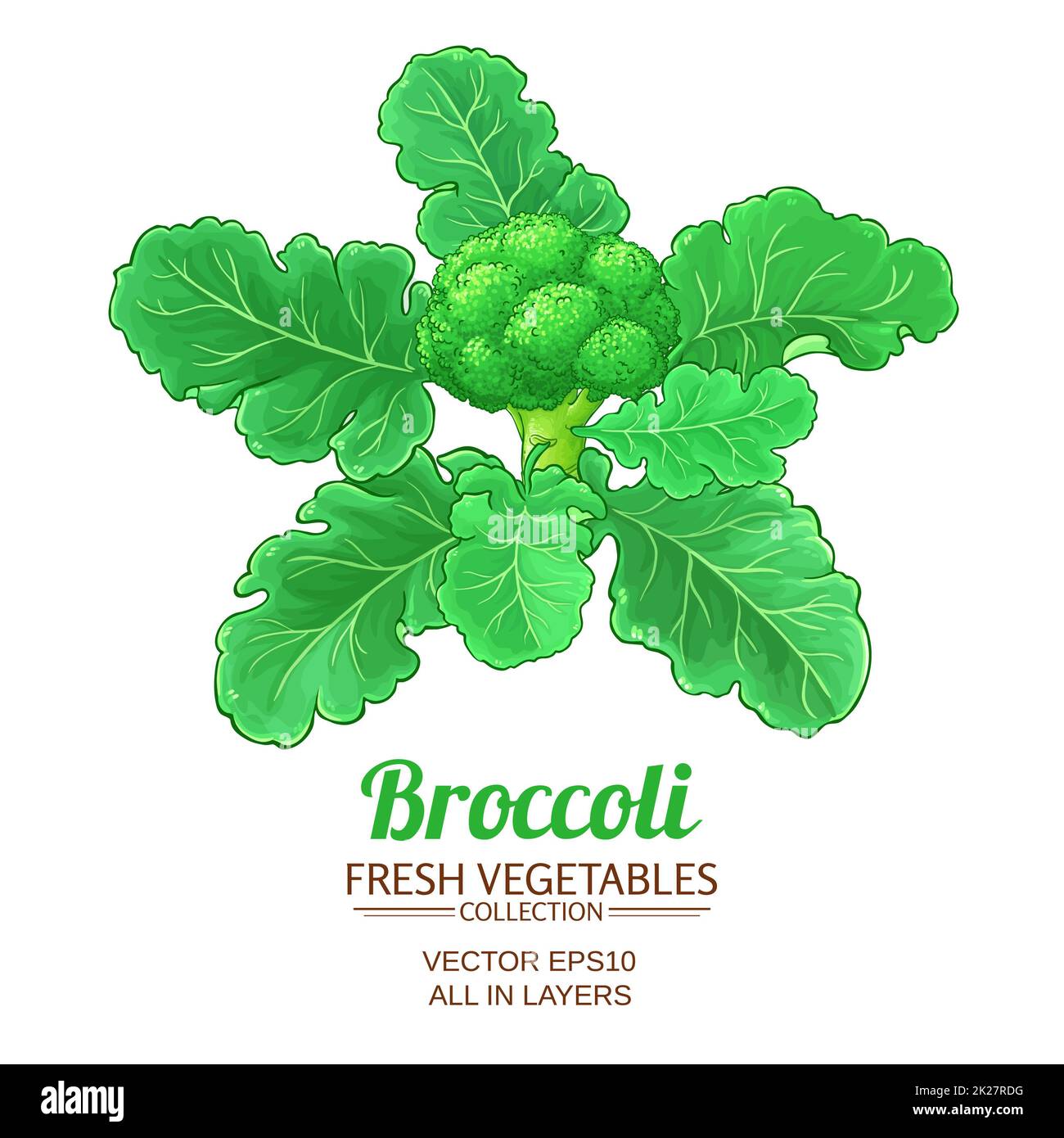 Impianto di broccoli vettore isolato su sfondo bianco Foto Stock