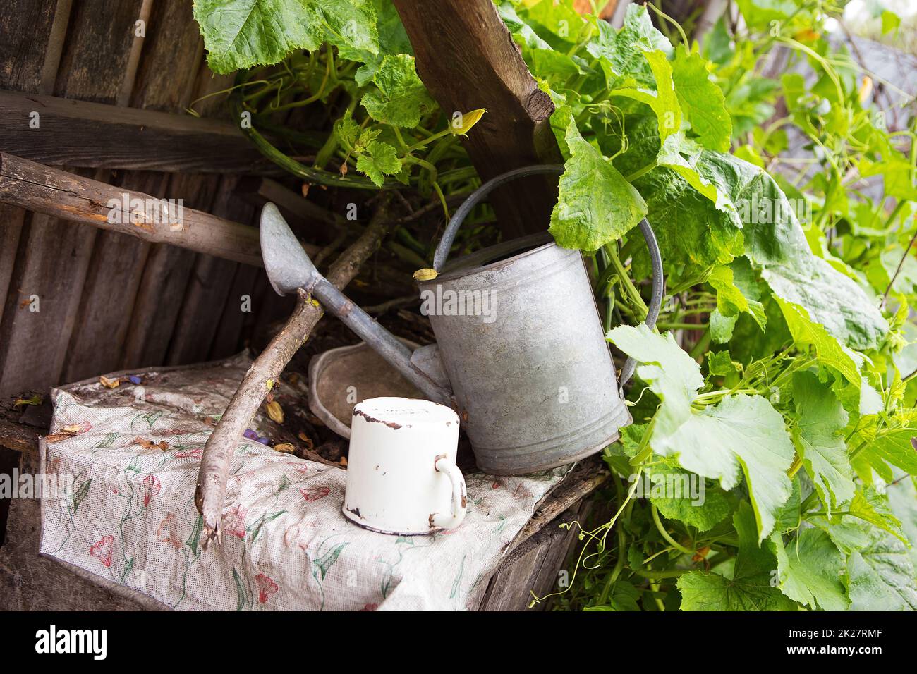 Un cortile-zucca molto vecchio abbandonato cresce, tutto per l'annaffiamento Foto Stock