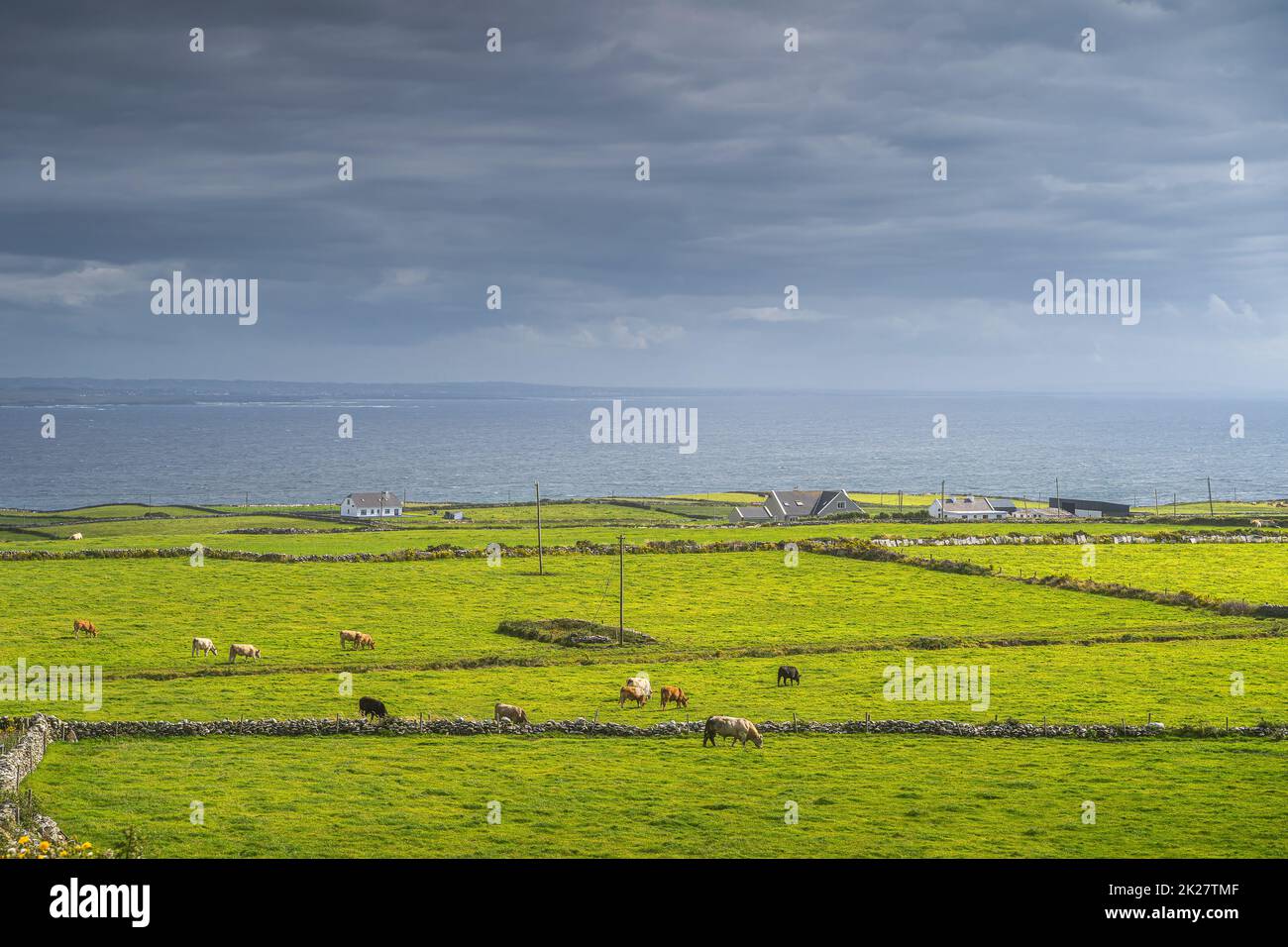 Mandria di bestiame che pascolano su pascoli verdi intorno al piccolo villaggio, scogliere di Moher, Irlanda Foto Stock