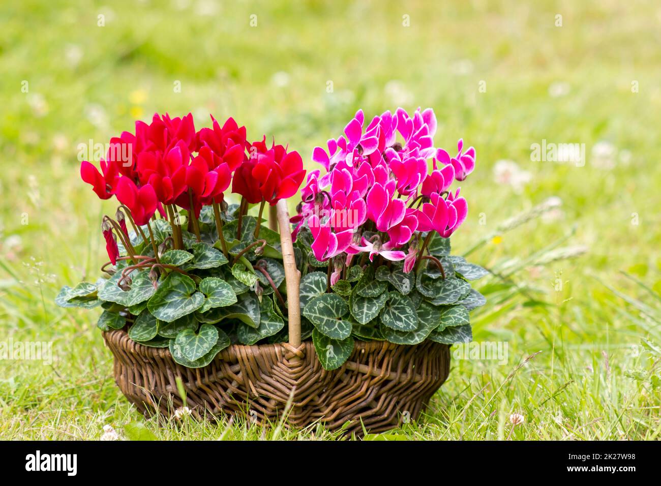 Cyclamen persicum in un cestello Foto Stock