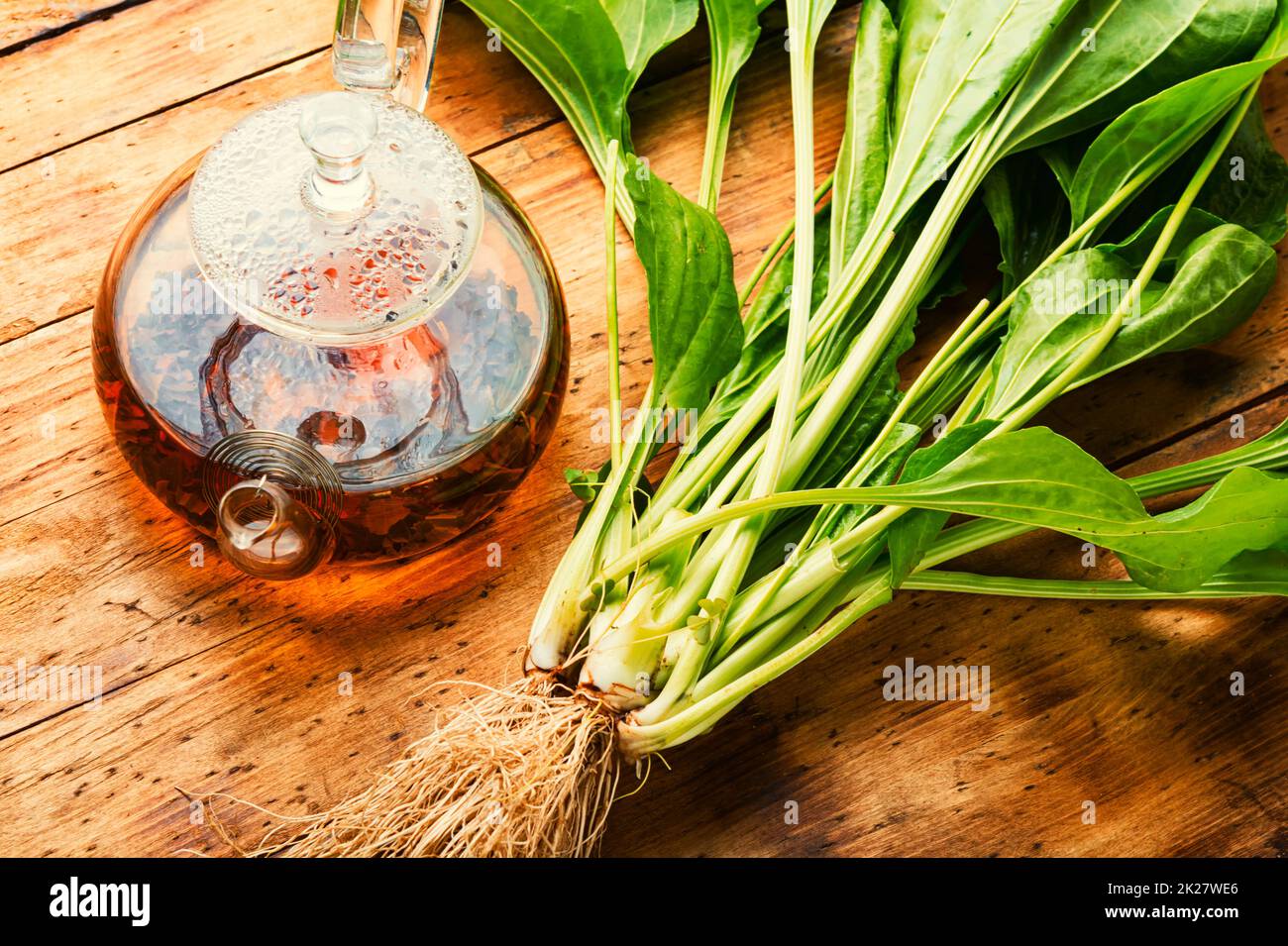 Plantain in medicina di erbe Foto Stock