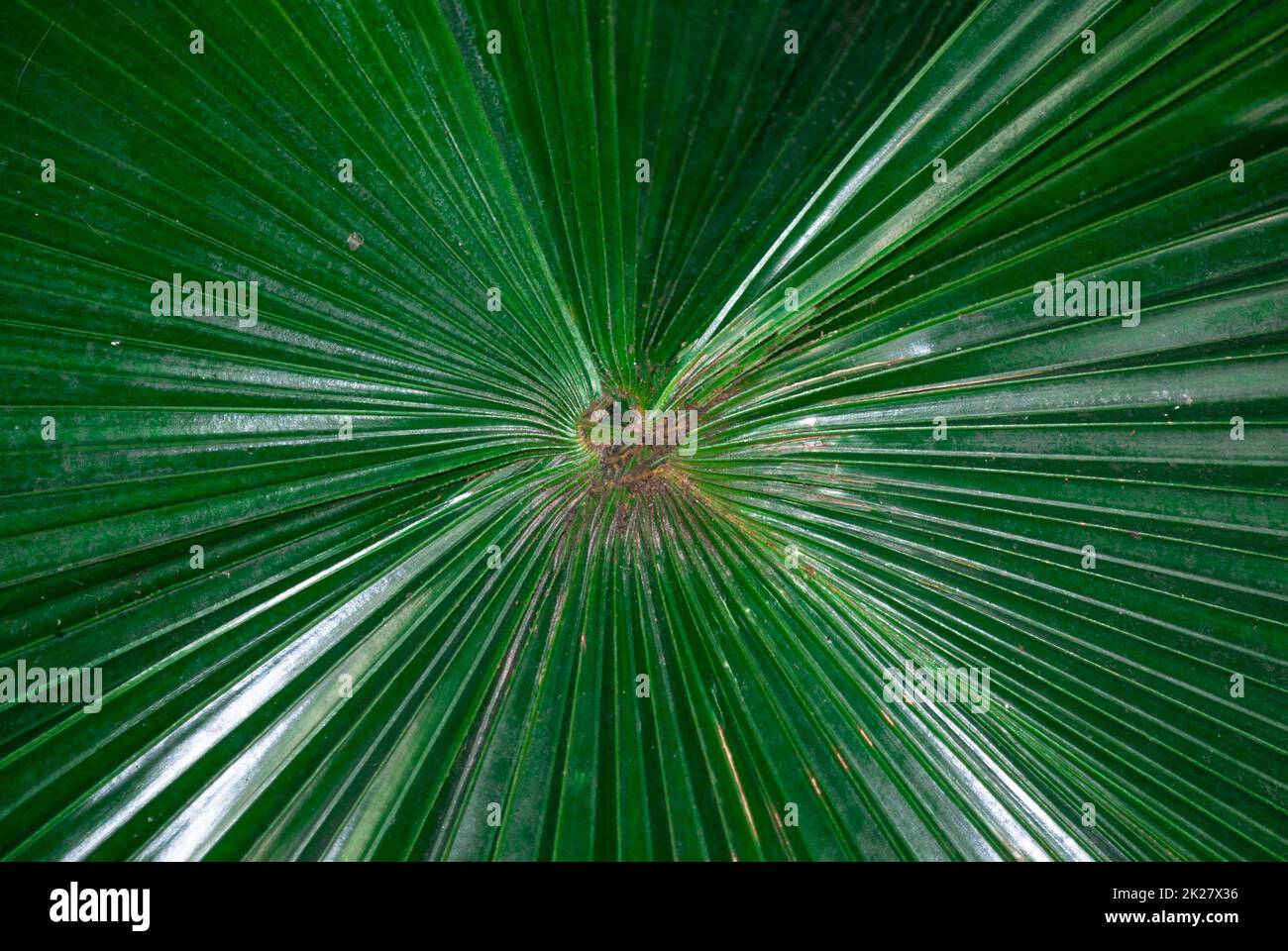 Grande foglia verde di Palm tree close up Foto Stock