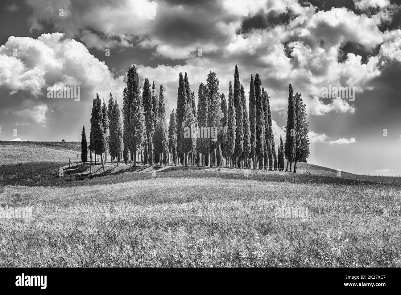 Gruppo di cipressi in toscana Foto e Immagini Stock in Bianco e Nero