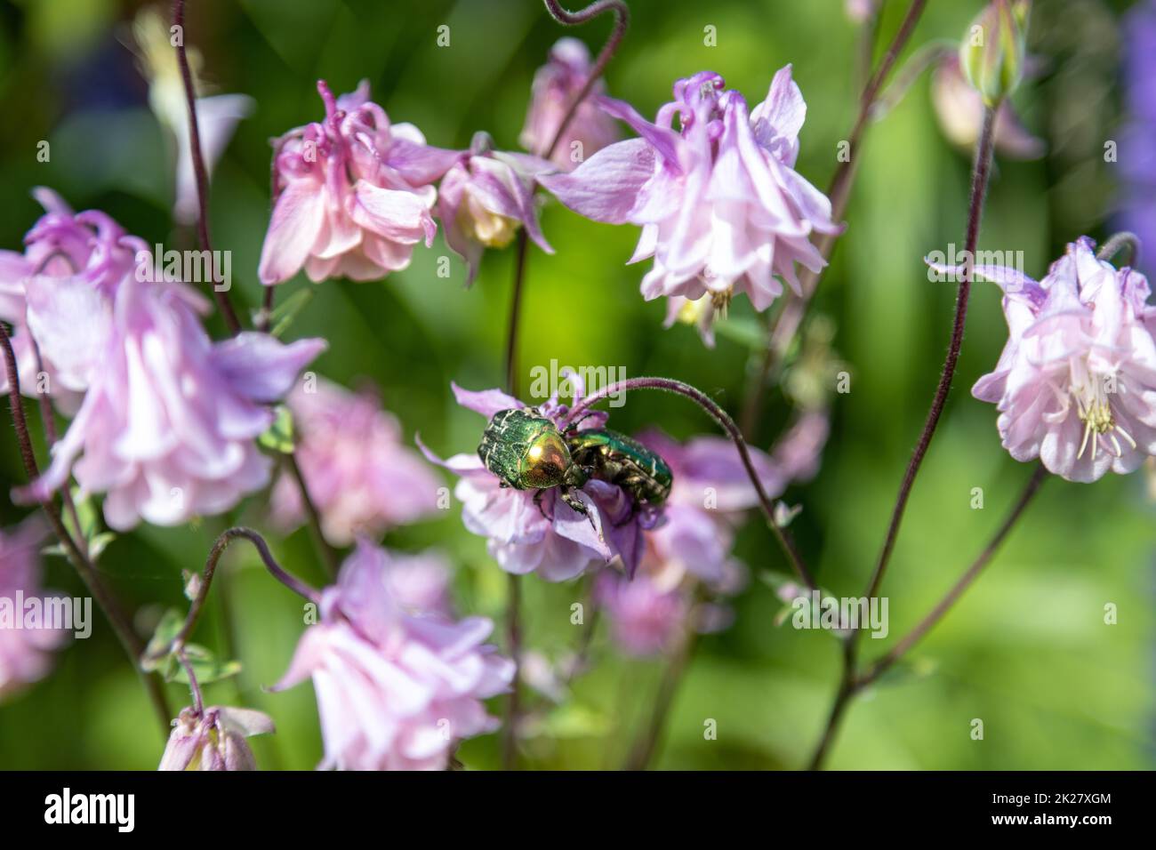 Due Golden Rose Beetles foraggio su fiori rosa Foto Stock