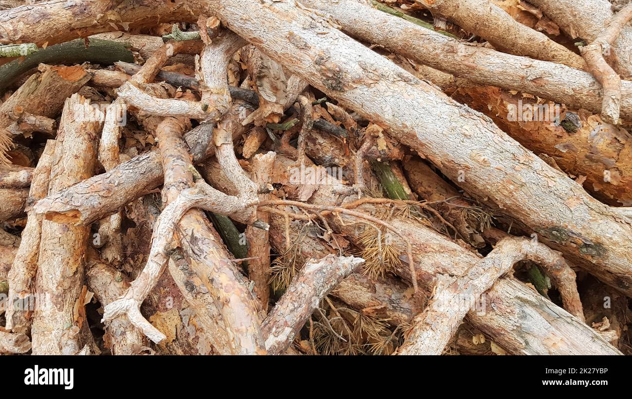 Tronchi di sega freschi. Tronchi di alberi nella foresta dopo abbattimento Foto Stock