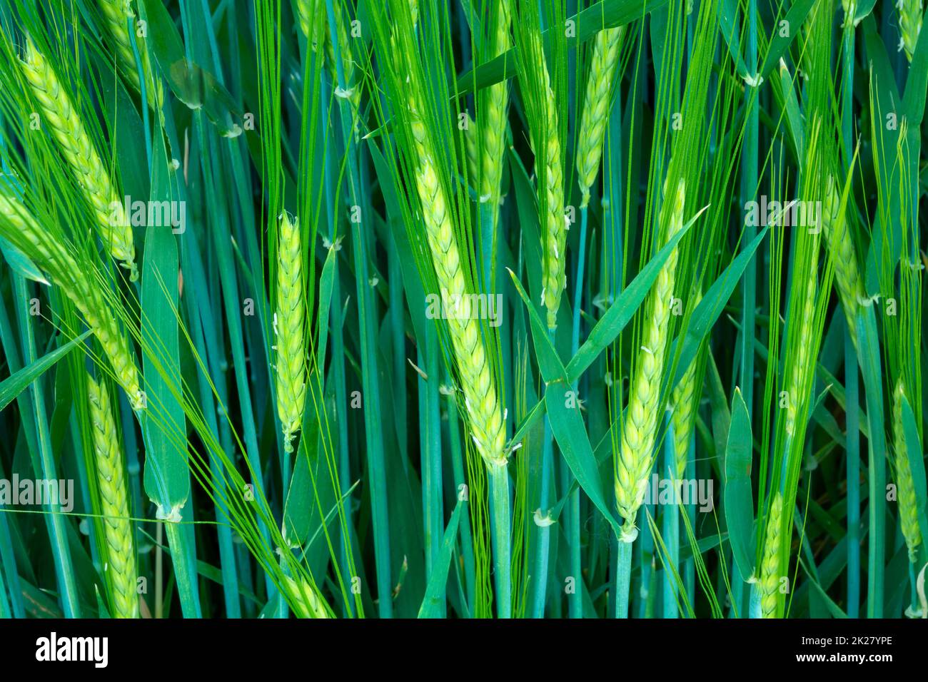 Primo piano di spighe di grano di orzo verde Foto Stock
