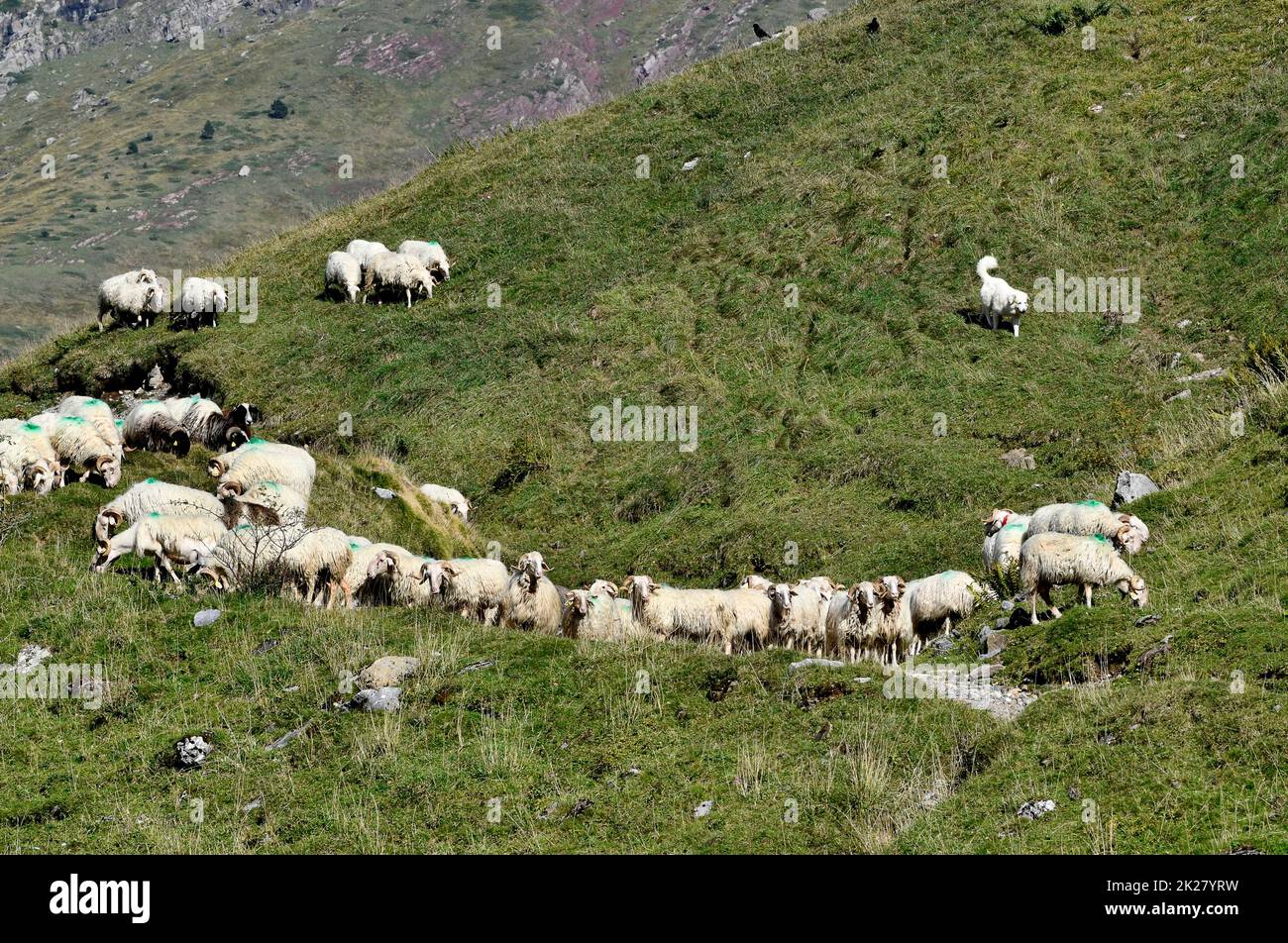 Allevamento di pecore alpine custodito da un cane dei Pirenei sul col du Somport, nei pirenei al confine con la Francia e la Spagna Canfranc Spagna Foto Stock