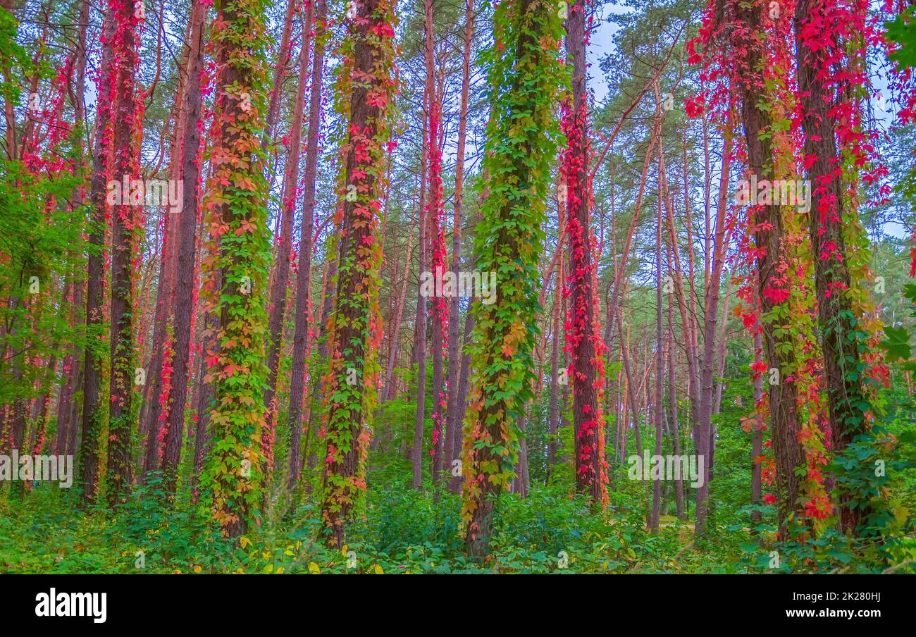 Sfondo autunno con colori rosso e giallo foglie di la pianta di bindweed Foto Stock