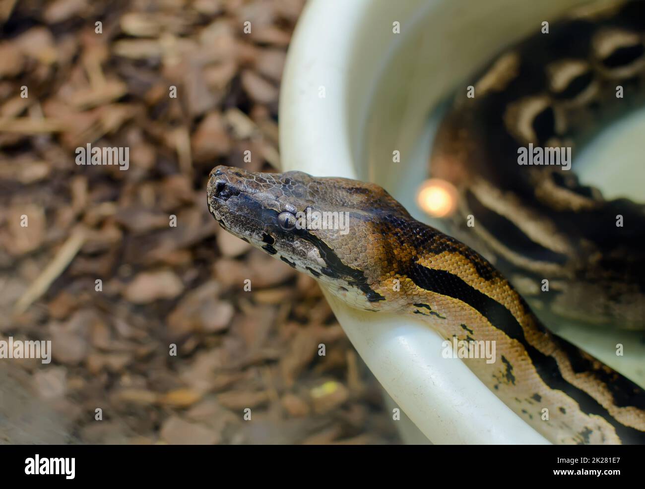 Testa di python palla (Python regius), chiamato anche il python reale Foto Stock