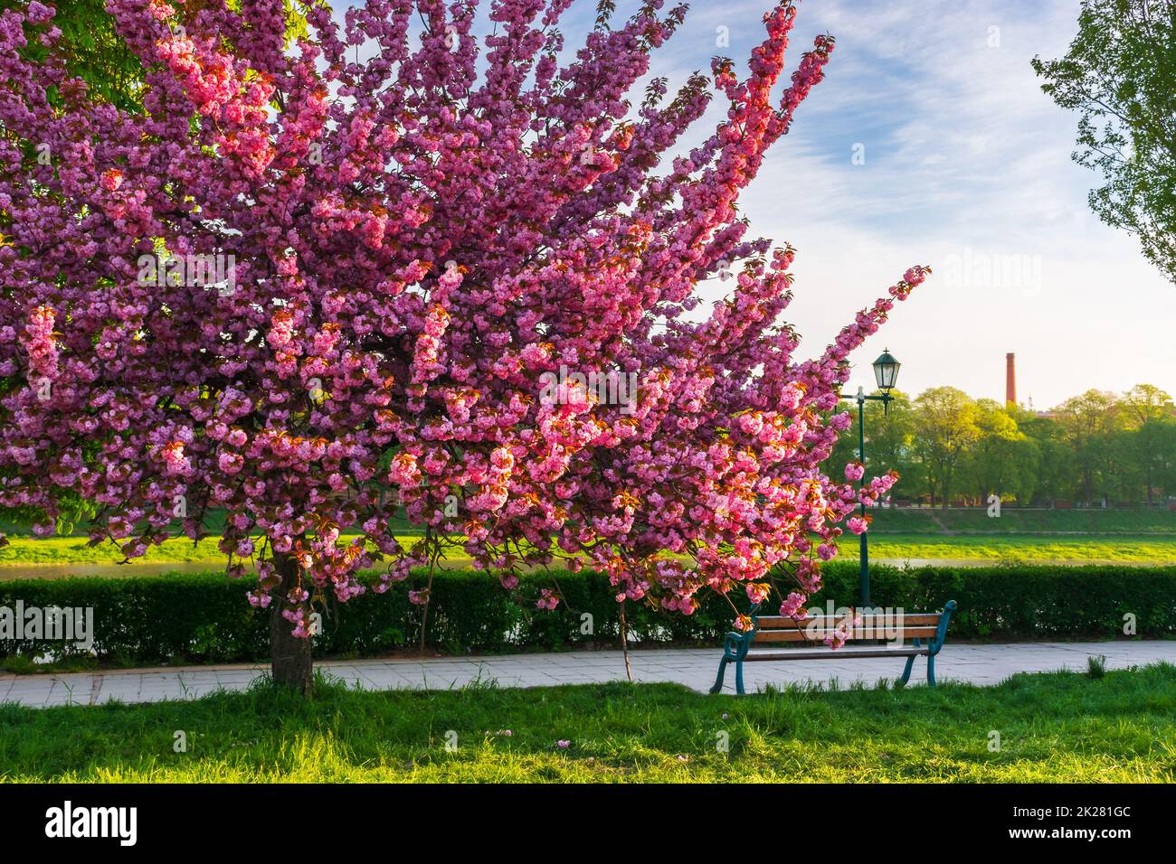 panchina e albero sakura in fiore. bellissimo paesaggio urbano al mattino presto in primavera. terrapieno di kyiv a uzhgorod, ucraina. alcune nuvole sul cielo Foto Stock