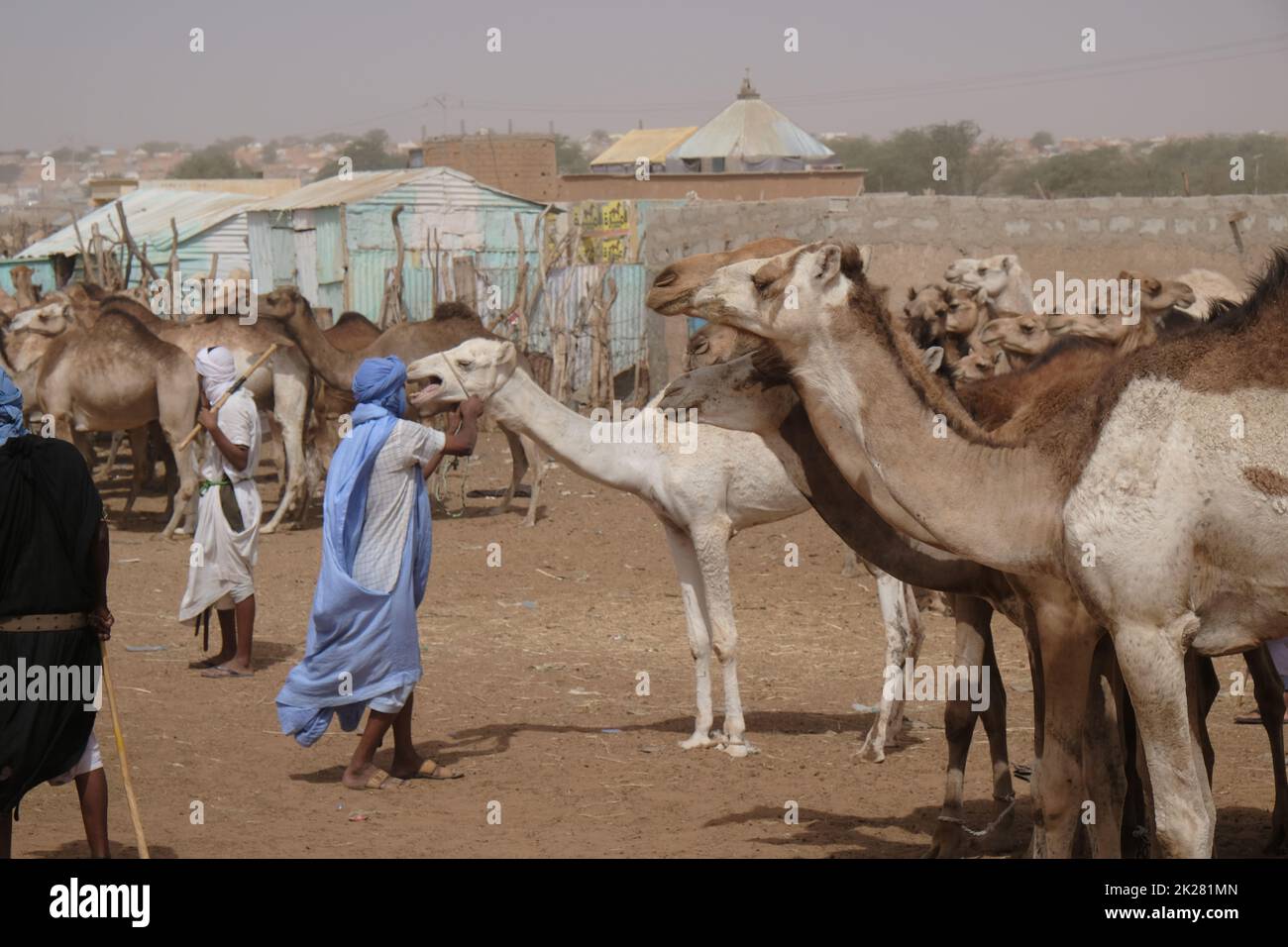 Pastori di cammelli in Africa occidentale Mauretania Foto Stock