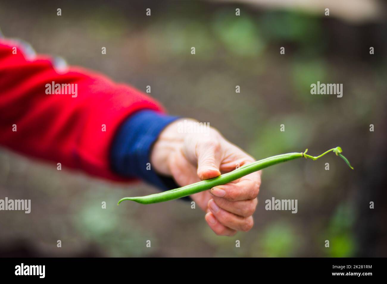 Le mani del coltivatore raccolgono raccolto di fagiolo nel giardino. Lavori di piantagione. Raccolta autunnale e concetto di cibo biologico sano primo piano con focus selettivo Foto Stock