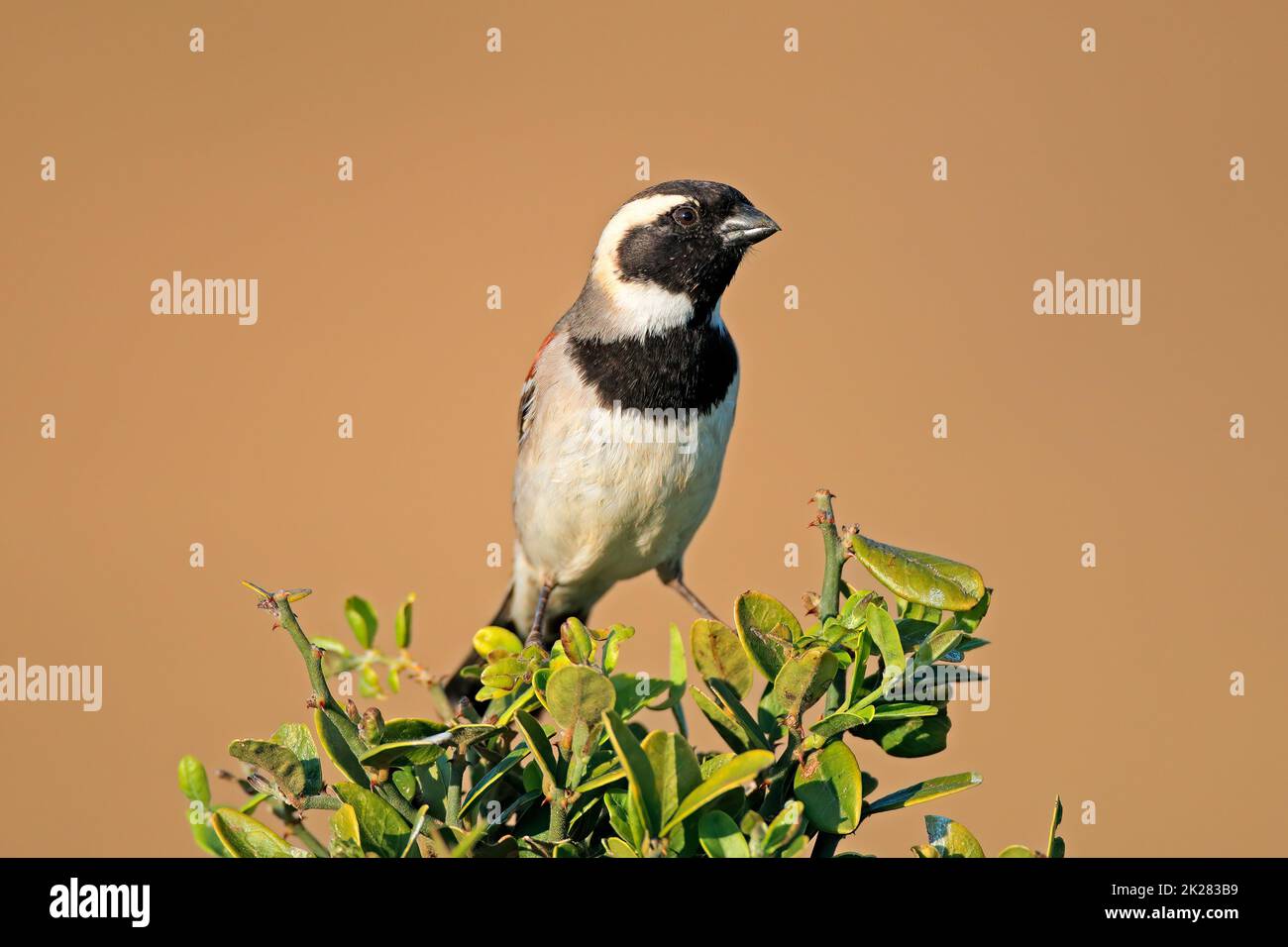 Passero del capo appollaiato su un ramo Foto Stock