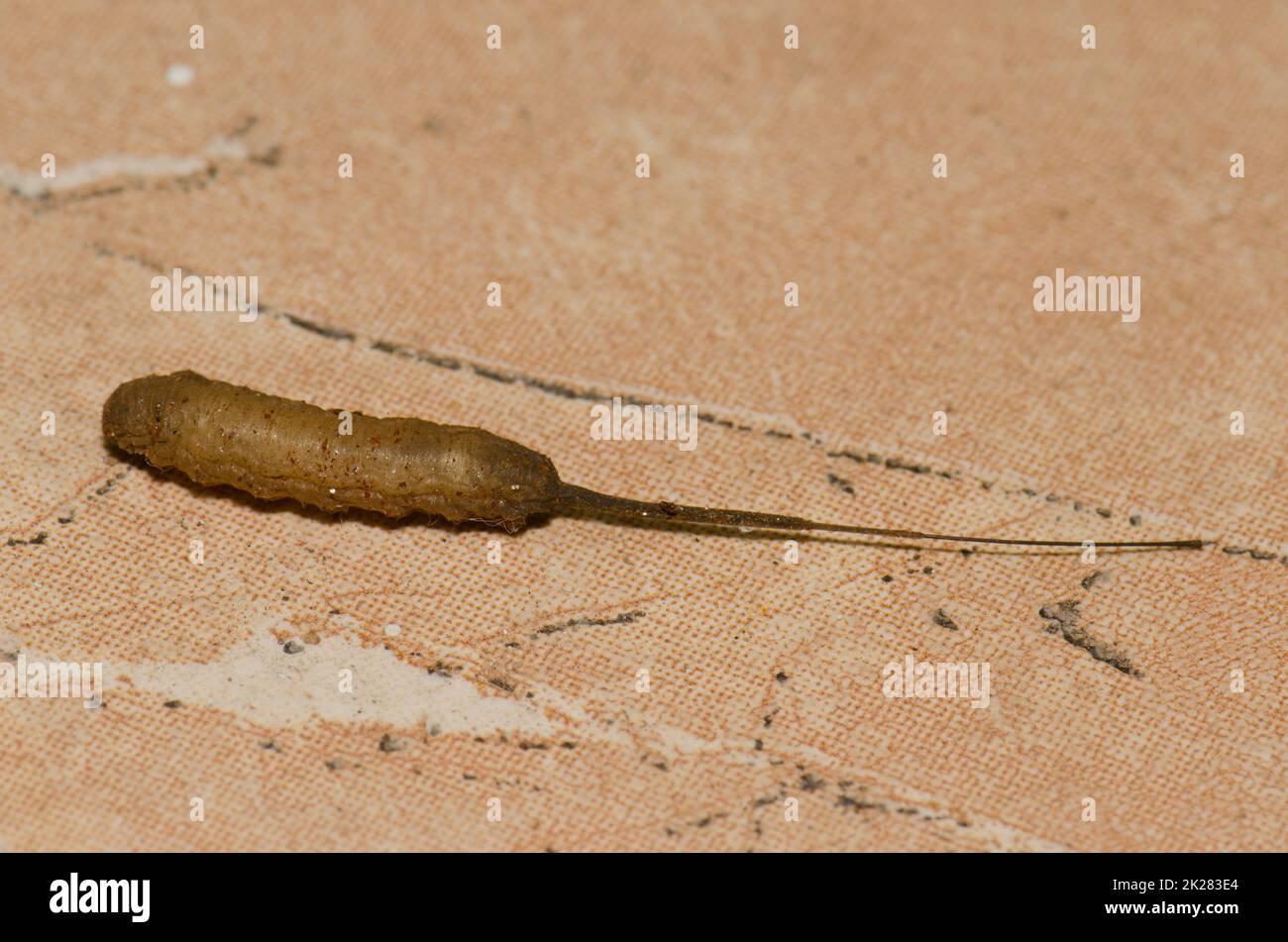 Maggot a coda di ratto in cerca di un luogo adatto per pupare. Foto Stock