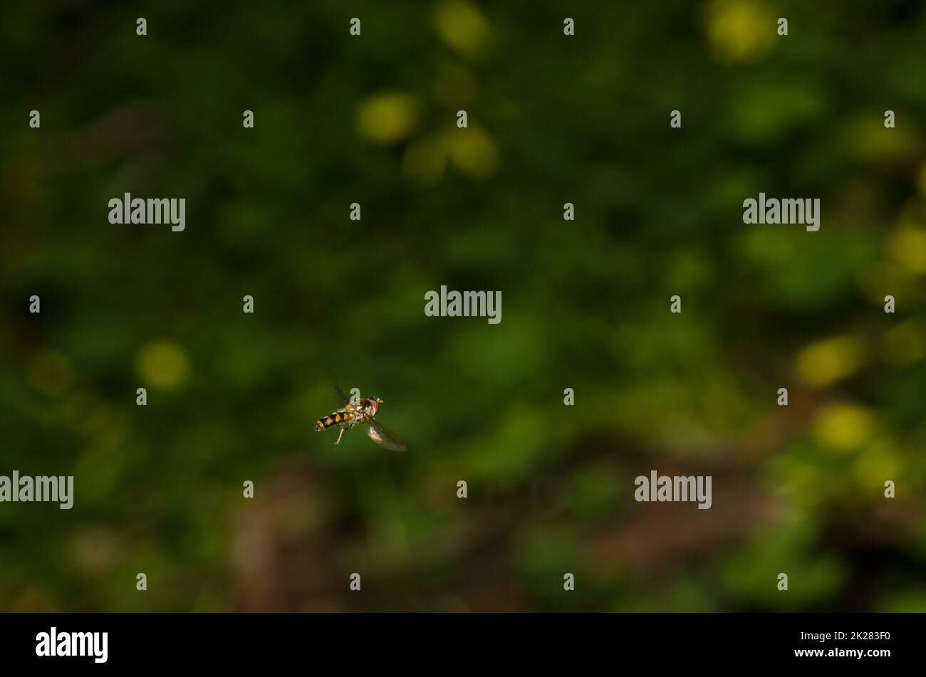 Hoverfly Meliscaeva auricollis che sorvola nell'aria. Foto Stock