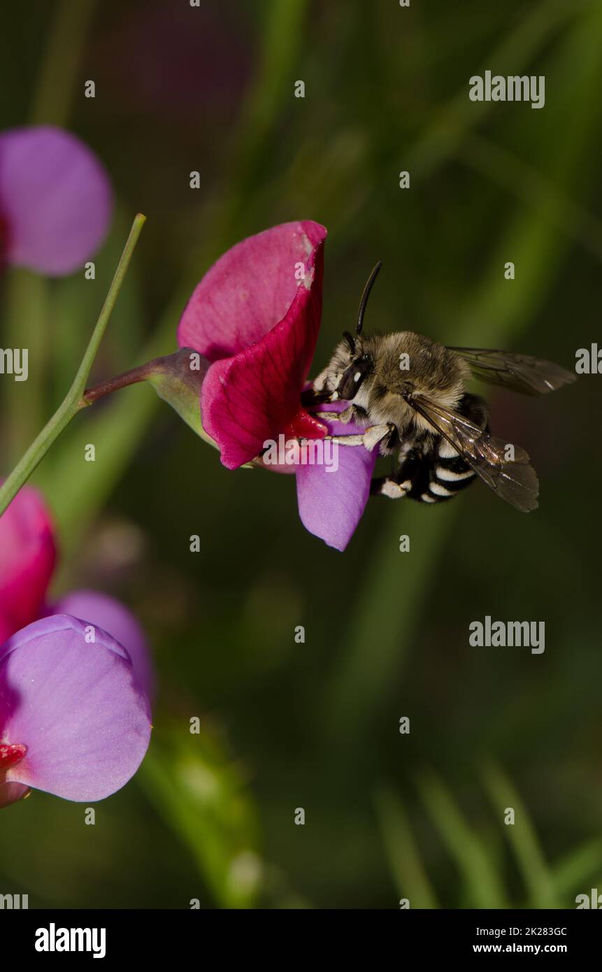 Isole Canarie Bee blu-banded alimentazione su un fiore di Tangeri piselli. Foto Stock