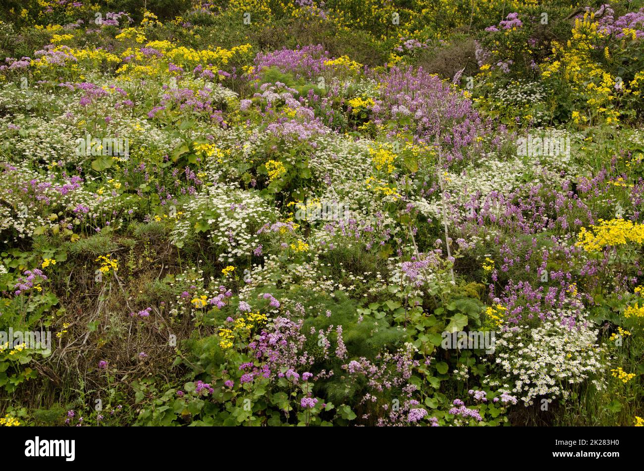 Biodiversità delle piante da fiore nel campo. Foto Stock