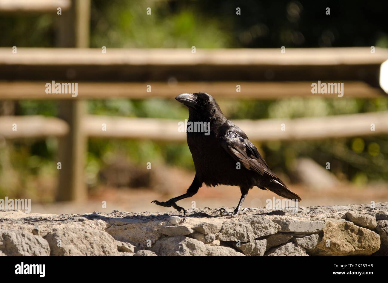 Isole Canarie corvo Corvus corax canariensis. Foto Stock