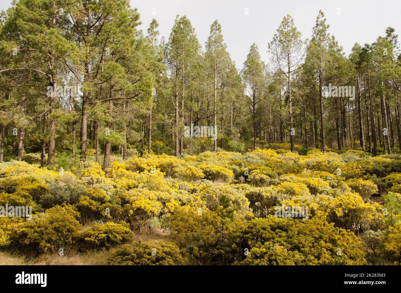 Foresta di pini di Isole Canarie e sottobosco di Teline microphylla in fiore. Foto Stock