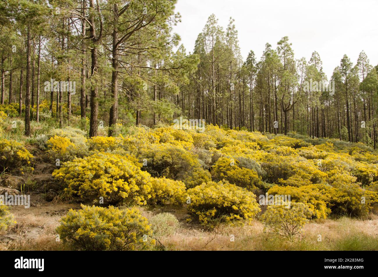 Foresta di pini di Isole Canarie e sottobosco di Teline microphylla in fiore. Foto Stock