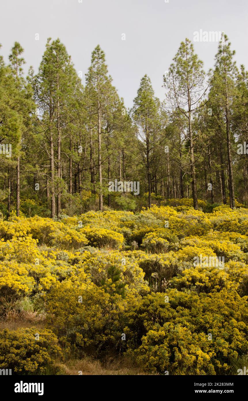 Foresta di pini di Isole Canarie e sottobosco di Teline microphylla in fiore. Foto Stock