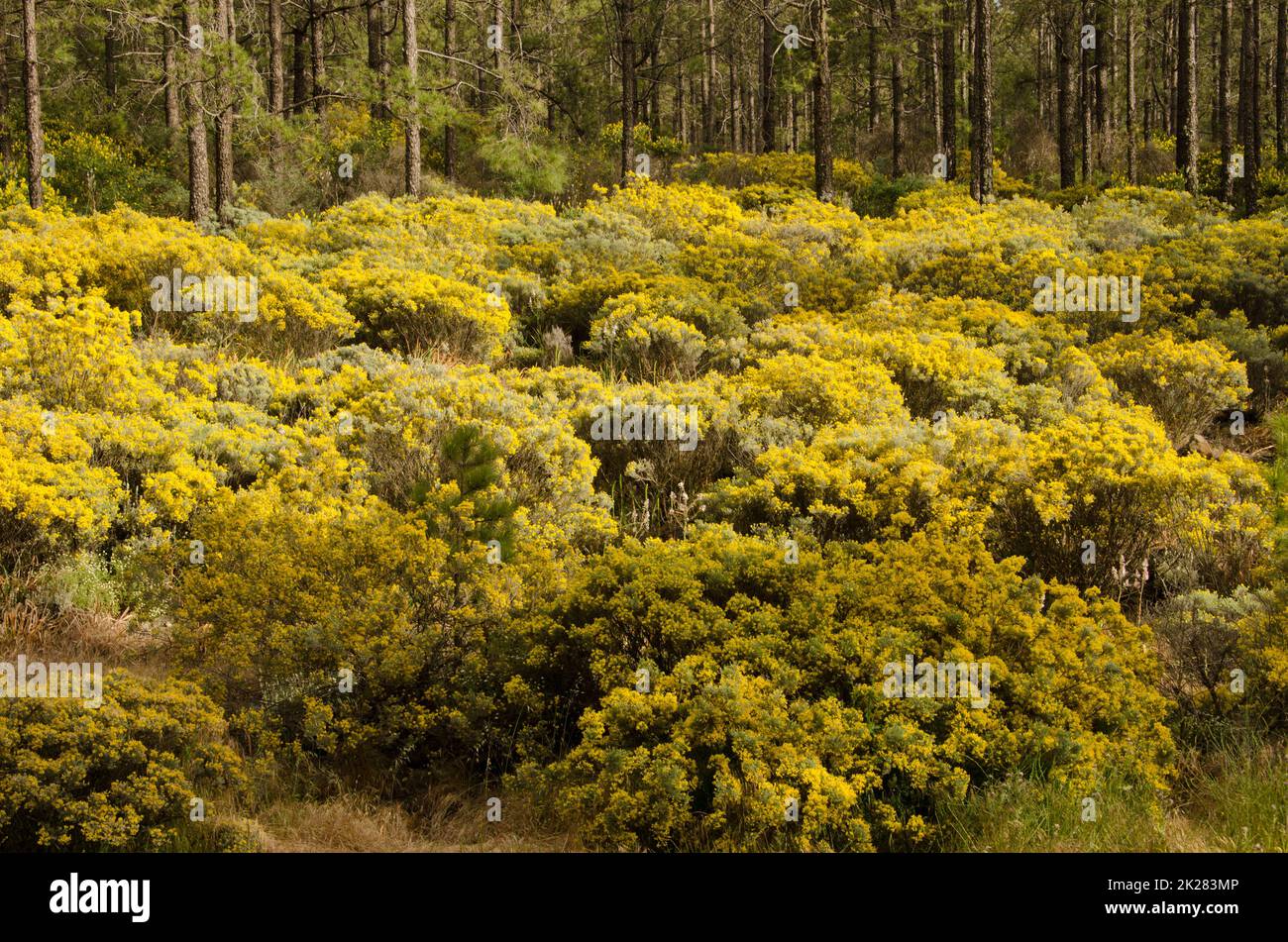 Sottobosco di Teline microphylla in fiore in una foresta di pini delle isole Canarie. Foto Stock