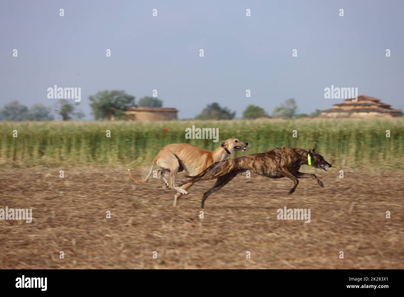 La velocità di caccia lepre del cane della corsa del levriero spagnolo trasporta la passione Foto Stock